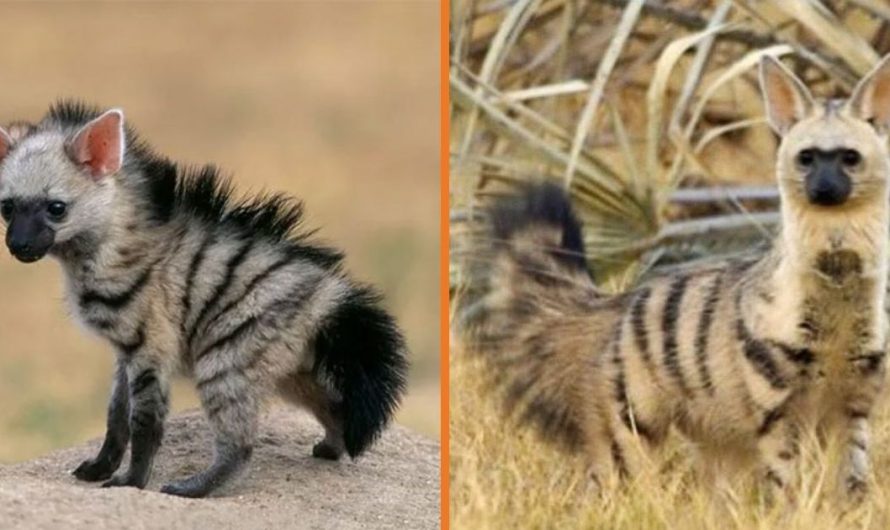 Meet The Aardwolf, The Cutest Animal You have actually Probably Never Heard Of
