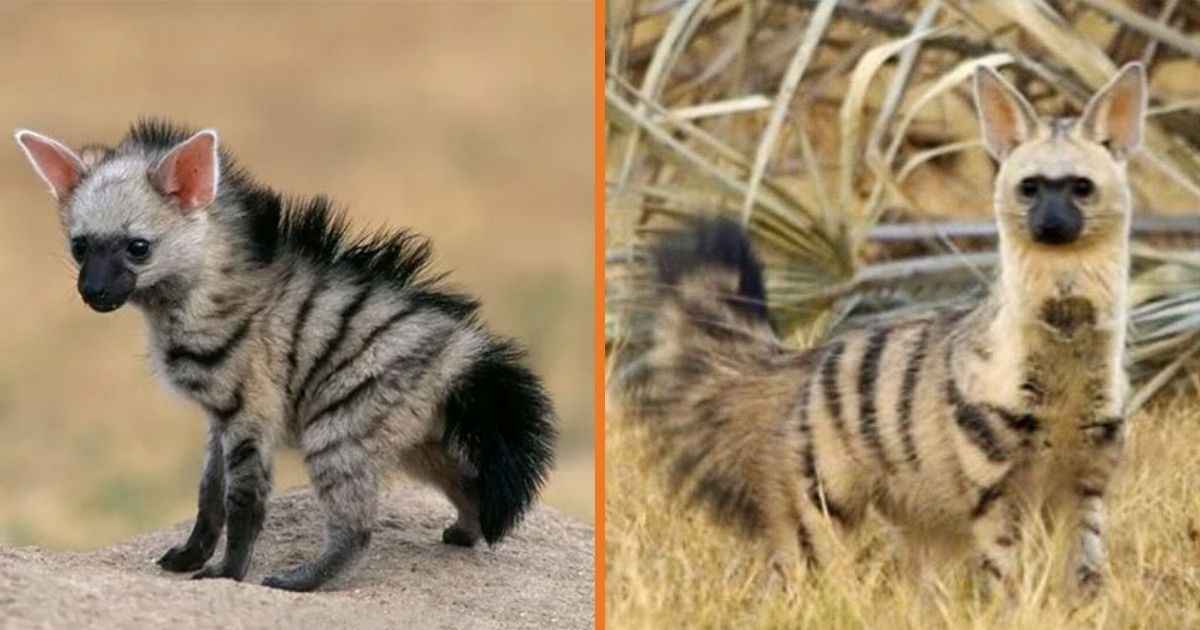 Meet The Aardwolf, The Cutest Animal You have actually Probably Never Heard Of