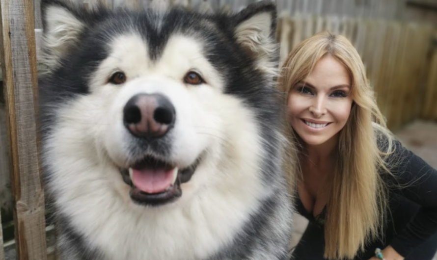 Meet The Giant Alaskan Malamute -The 40kg Arctic Sled Dog