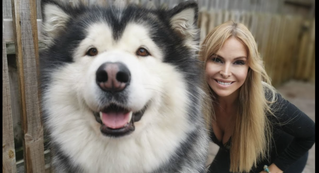 Meet The Giant Alaskan Malamute -The 40kg Arctic Sled Dog