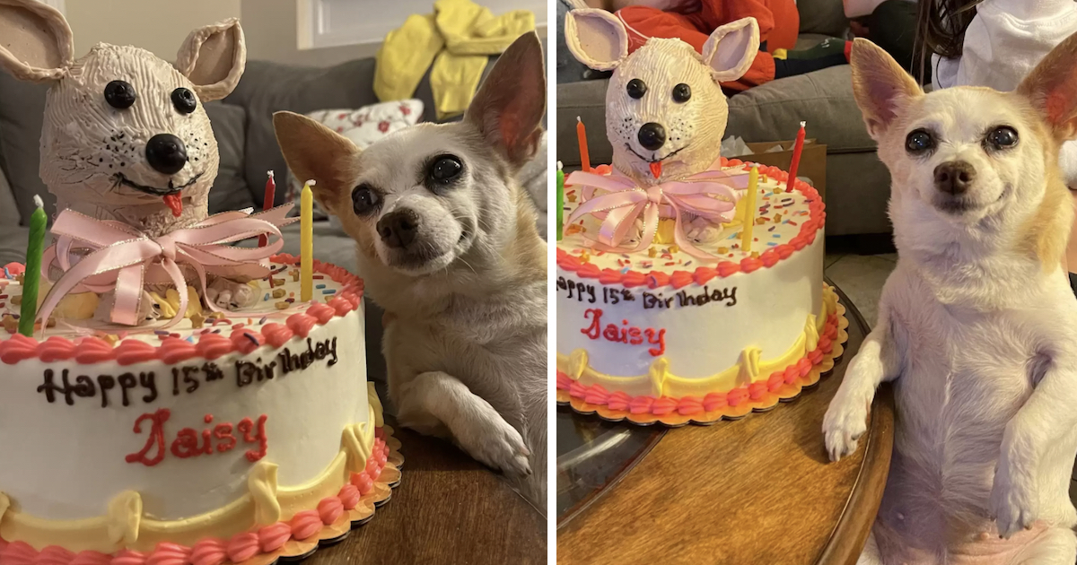 Mom Helps 15-Year-Old Dog Celebrate Her Birthday Stylishly
