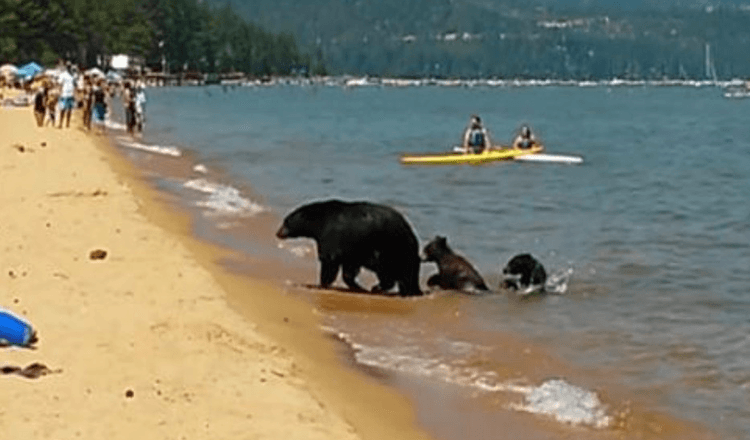 Mother Bear Takes Her Cubs for a Swim in Californian Lake in the Middle of the Day