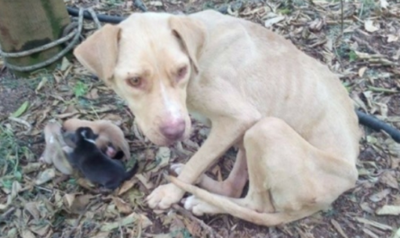 Mother Dog Found Tied Up In The Cold Forest Kept Her Newborn Puppies Alive While They Waited For Help