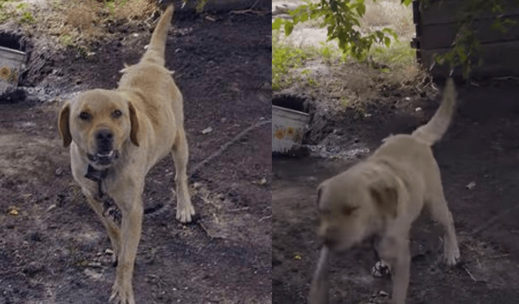 Neglected and Chained Labrador is Freed from His Old Owners And He Mores Than Happy