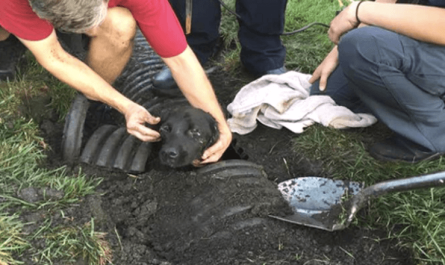 One Week After Family Dog Went Missing, They Locate Him In A Storm Drainpipe.