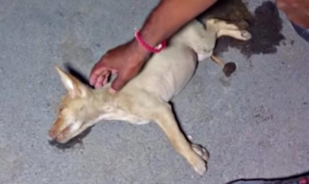 Others Said She's A Waste Of Effort But Unconscious Dying Dog Had Not Been Giving In
