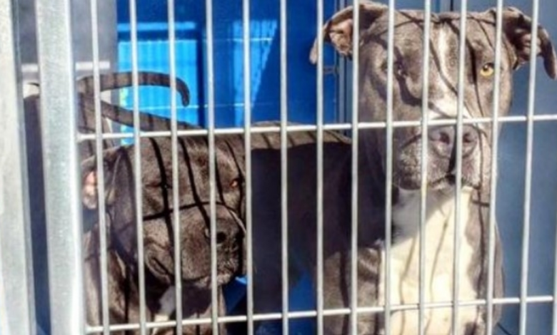 Owner Allows Their Pit Bulls To Be Put Down, But 88-Year-Old Neighbor Says No