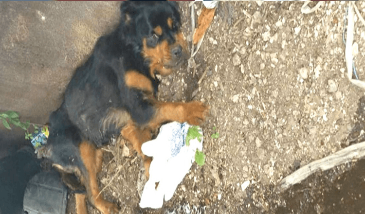 Paralyzed Dog Left At Dumpster Never Thought Anybody Would Find Her