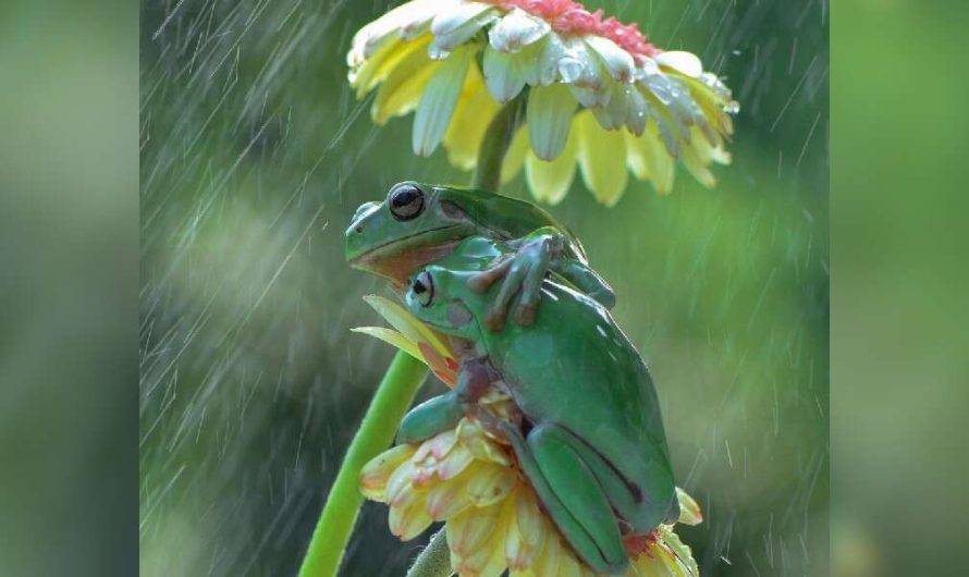 Photographer Notices Frogs Sharing A Sweet Hug In The Rain