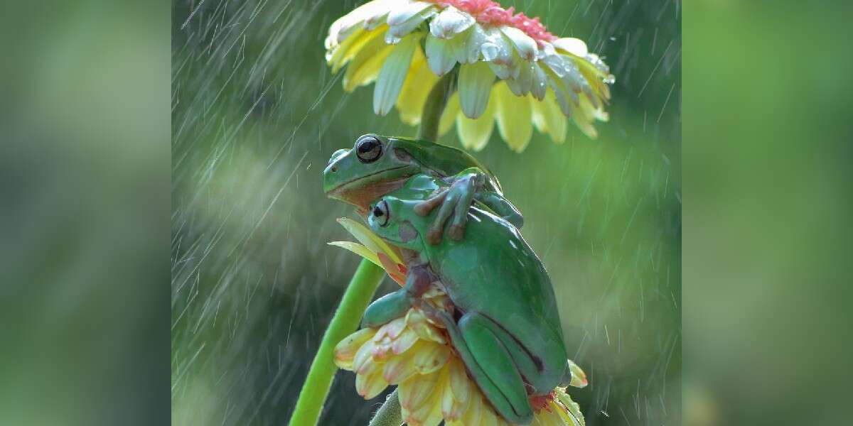 Photographer Notices Frogs Sharing A Sweet Hug In The Rain