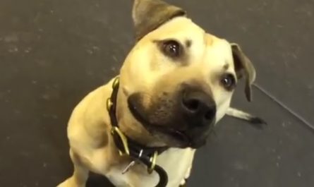 Pit Bull Rescued From A Fighting Ring Is Provided His First Snack, And 'Loses His Mind'