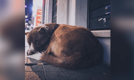 Pregnant Dog Gets Dumped On The Street, Goes Around Crying And Begging For Food