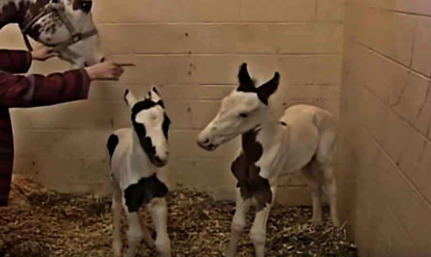 Pregnant Mare Is Very Happy To See Her Various Newborn Twins