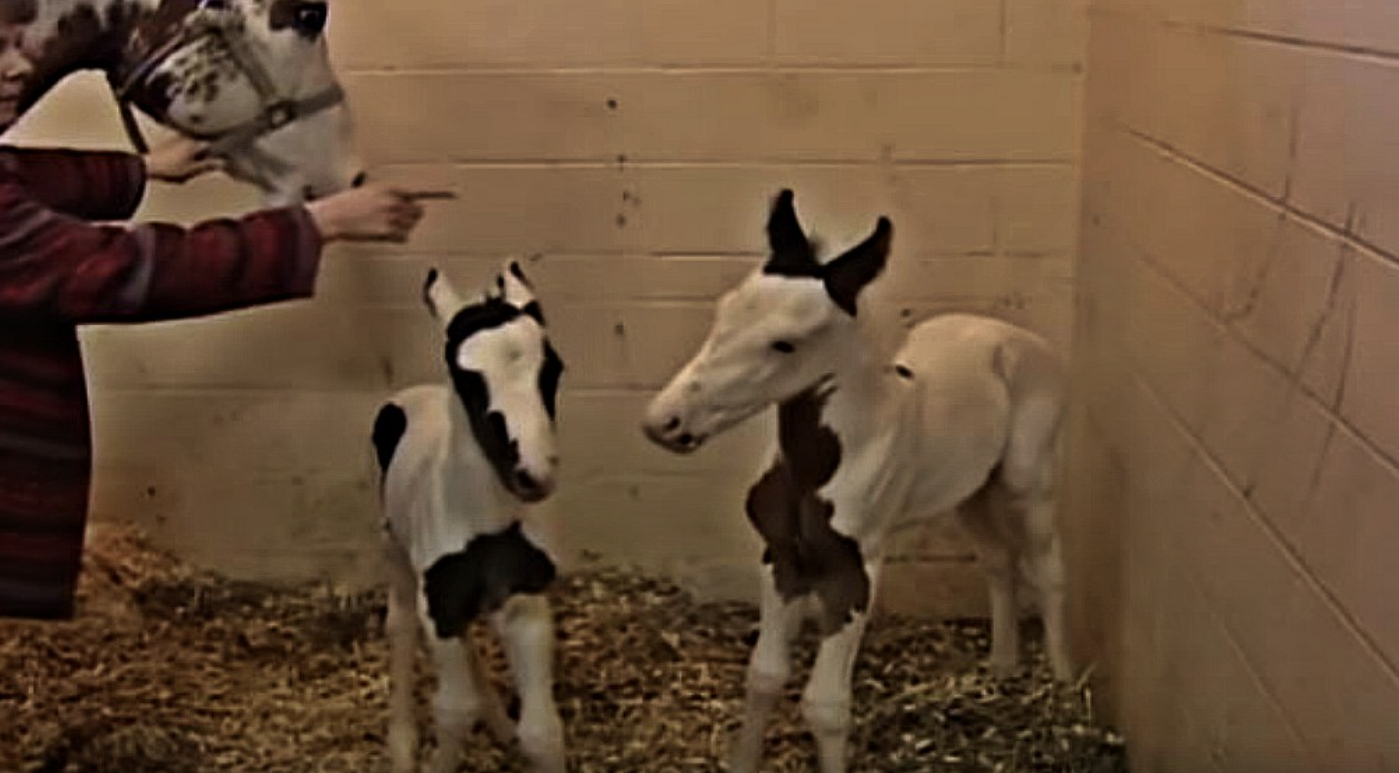 Pregnant Mare Is Very Happy To See Her Various Newborn Twins