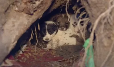 Puppies Snuggling In A Hole 11 Feet In The Ground Wondered Where Their Mother Went