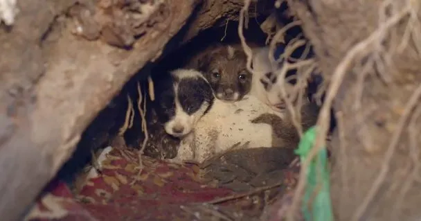 Puppies Snuggling In A Hole 11 Feet In The Ground Wondered Where Their Mother Went