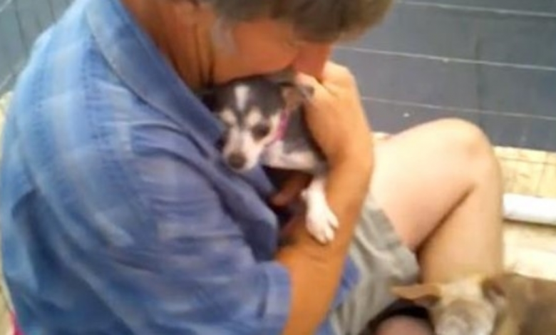 Puppy Mill Dog Never Felt A Persons Touch, So Volunteer Gets In Kennel With Her