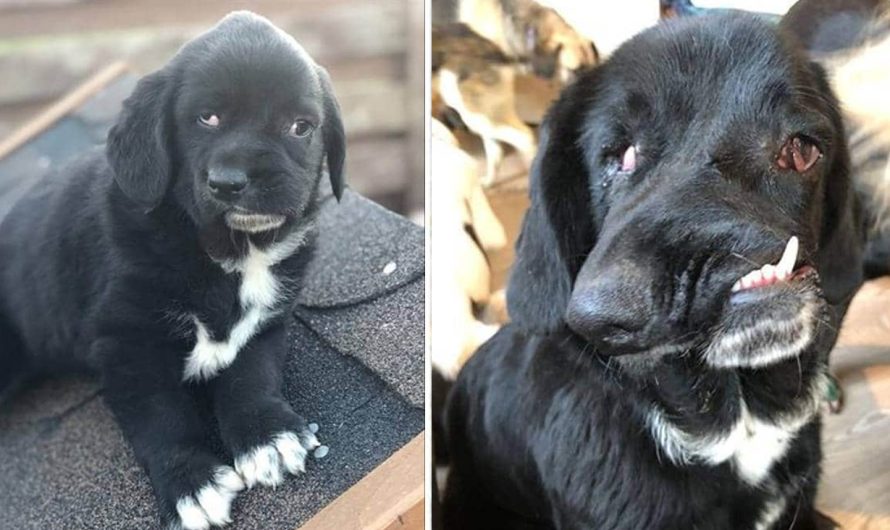 Rescue Dog With A Disfigured Face Is Searching For A Family To Adopt Her