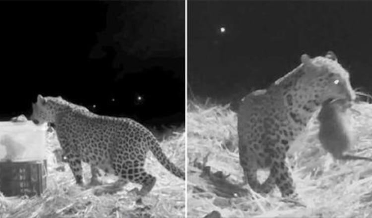 Rescue Team Recorded The Reunion Of Mother Leopard And Lost Cub Found By Friendly Humans