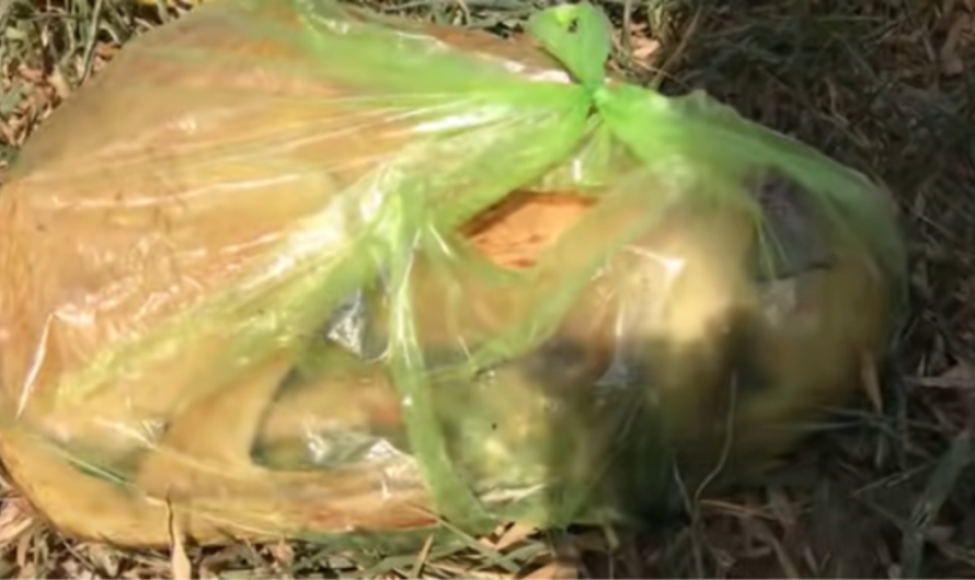 Rescuers Find Pup In A Trash Bag And Do Everything They Can To Rescue Her