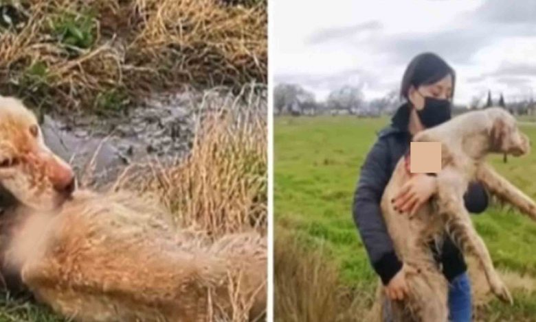 Rescuers find abandoned hunting dog rotting alive in field and come to be identified to save her