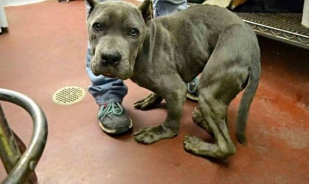 Sad and Afraid Pitt Bull Who Has Actually Been Kept In A Tight Cage For 2 Years Now Has A Deformed Body