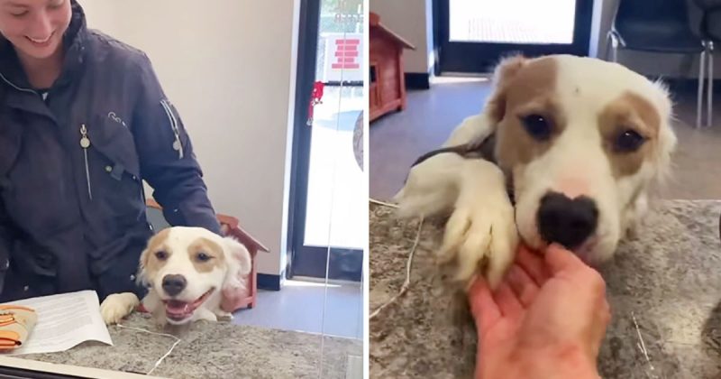 Sanctuary Dog With A Broken Heart Is Very Happy When She Is Adopted