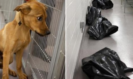 Sanctuary Team Shares Heartbreaking Picture To Show What Happens To Unwanted Dogs