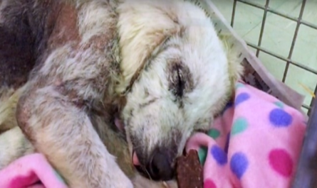She Snored Through Her First Safe Sleep Since Ex-Owner Tried To Kill Her 3 Times