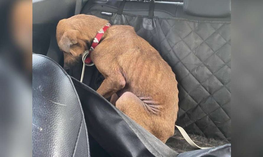 Shelter Dog Who Rejected To Look At Anyone Makes The Most Incredible Transformation