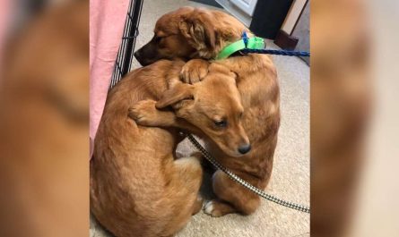 Shelter Puppy Comforts Her Sis With A Hug After Being Saved