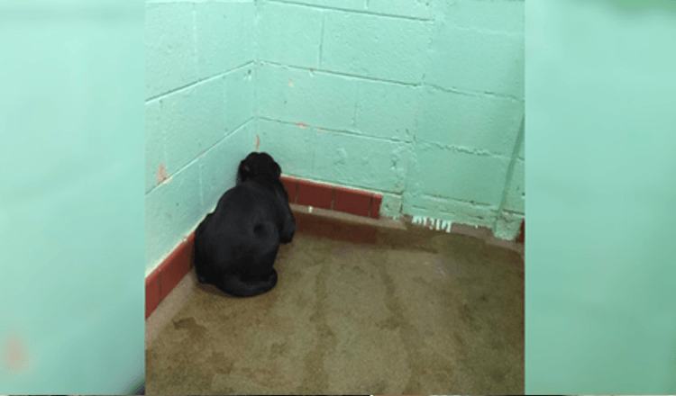 Shelter dog so frozen with worry she will not turn face away from wall and veterinarian identifies abuse