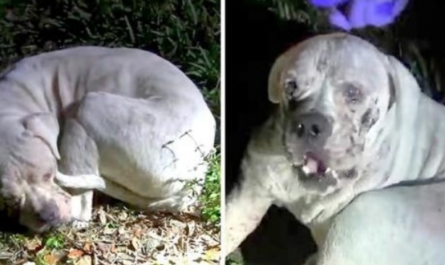 Sick Dog Disposed In Deserted Wetland Sees A Light Flashing On Him And Seeks out