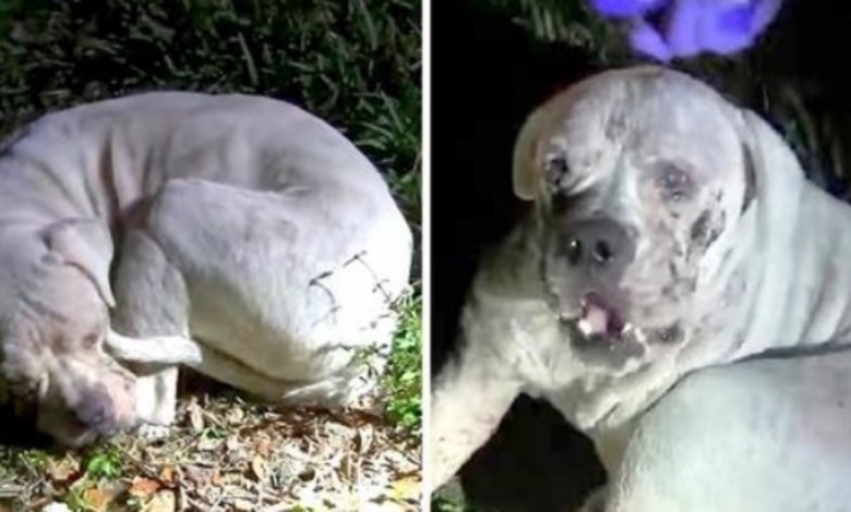 Sick Dog Disposed In Deserted Wetland Sees A Light Flashing On Him And Seeks out