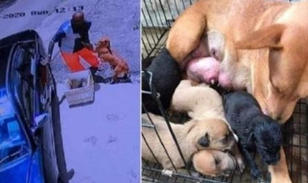 Sick mama dog pleads man to not abandon her and her newborn puppies in a heartbreaking footage