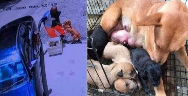 Sick mama dog pleads man to not abandon her and her newborn puppies in a heartbreaking footage