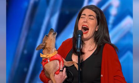 Singing Chihuahua Takes The America's Got Talent Stage And It's A Howling Good Time.