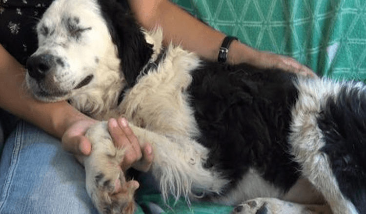 Sleepless Dog Lay Beside Woman And Closed Her Eyes For 1st Time Since Rescue
