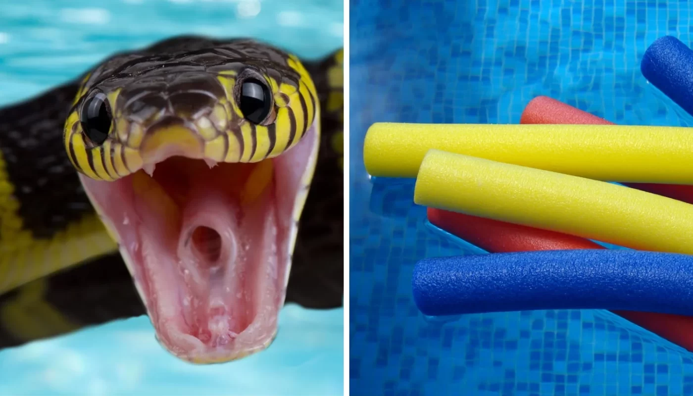 Snakes May Be Staying In Your Swimming Pool Noodles Fire Department Cautions