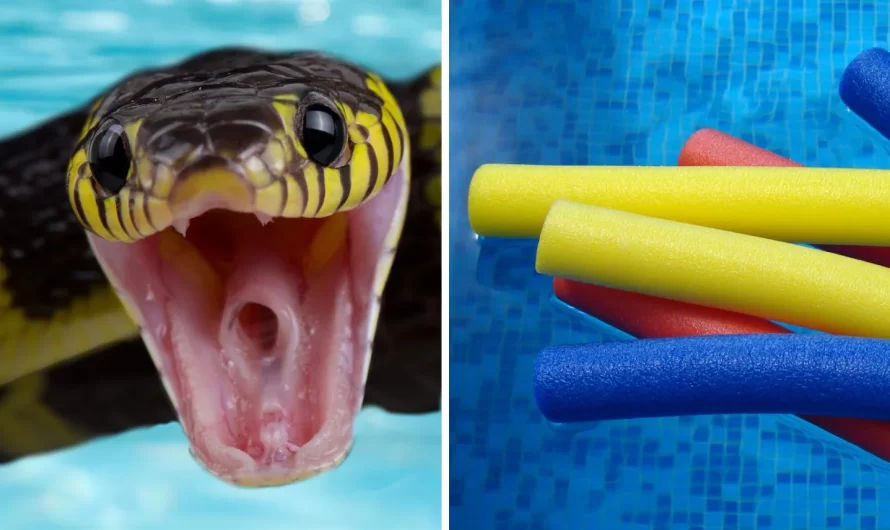 Snakes May Be Staying In Your Swimming Pool Noodles Fire Department Cautions