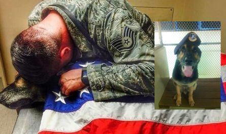 Soldier Provides His K-9 Partner One Last Hug, Stays With Him Till His Last Moments