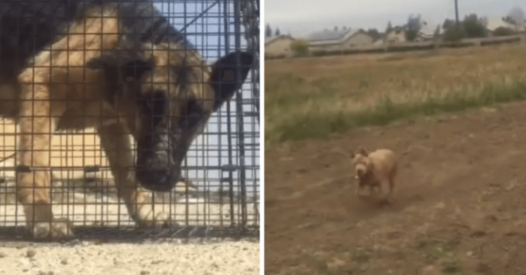 Starving German shepherd on brink of life saved with assistance of brave Pitbull