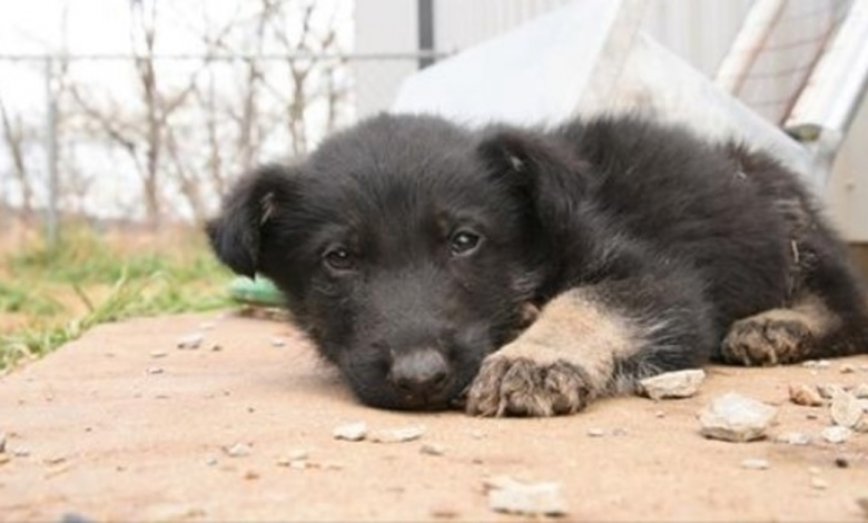 Starving Puppy Too Weak To Walk, Creeps Himself To Rescuers