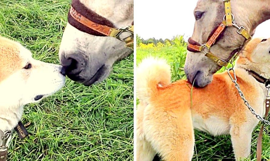 Stolen Horse Sobs Emotionally On Seeing Her Doggie Best Friend 7 Months Later