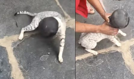 Stranger Grabs Cat Around The Head For A Quick Smack Off The Ground To Free It