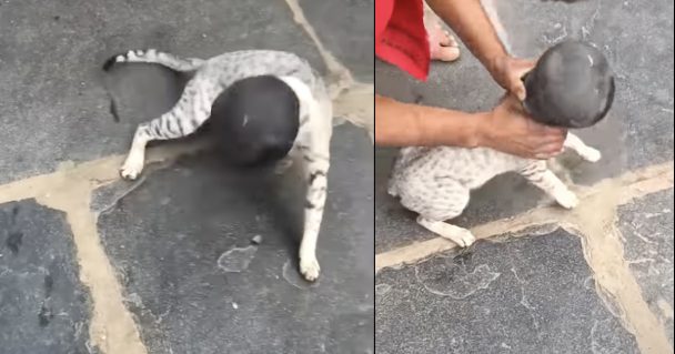 Stranger Grabs Cat Around The Head For A Quick Smack Off The Ground To Free It