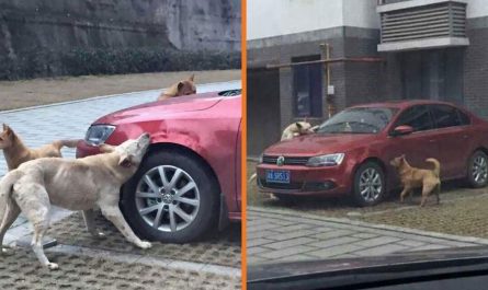 Stray Dog Kicked By Driver Returns With A Load Of Friends To Trash His Car