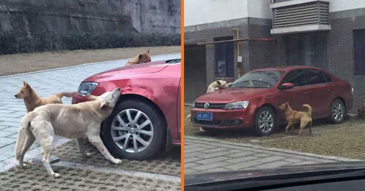 Stray Dog Kicked By Driver Returns With A Load Of Friends To Trash His Car