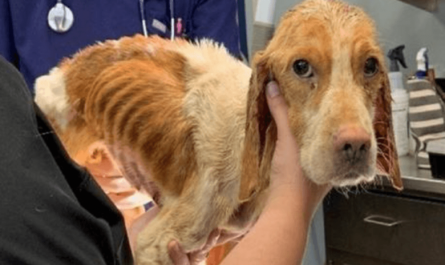 Terrified skinny dog is found abandoned inside a cage and He is So Sad