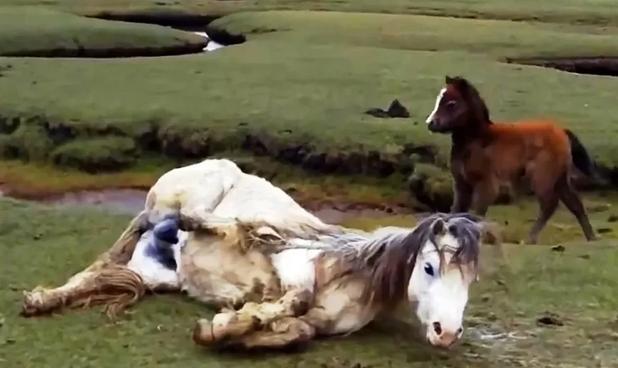 The Baby Horse Refuses To Leave His Injured Mother’s Side